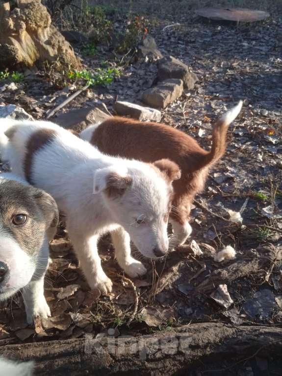 Собаки в Липецке: Очаровательные щенки Мальчик, Бесплатно - фото 9