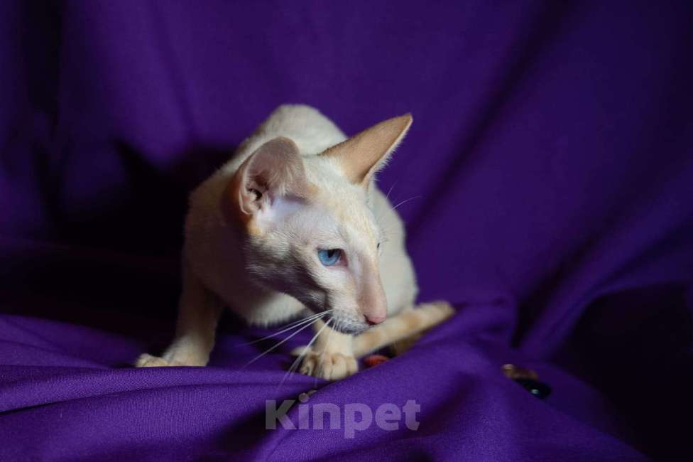 Кошки в Москве: Ориентальные котята Мальчик, Бесплатно - фото 6