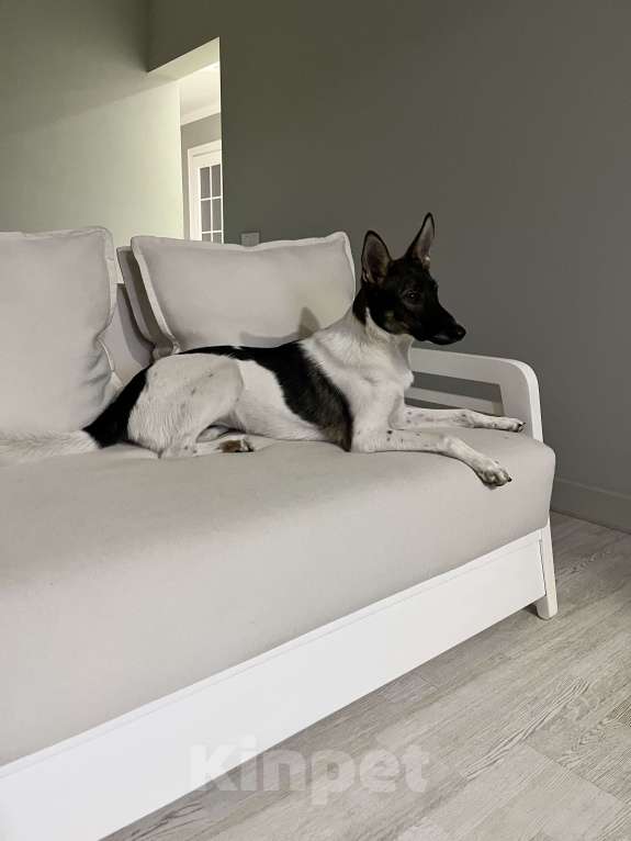 Собаки в Москве: Милочка ищет добрые руки Девочка, Бесплатно - фото 2