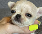 Собаки в Выборге: Девочка мини кремовая гладкошерстная Девочка, 60 000 руб. - фото 2