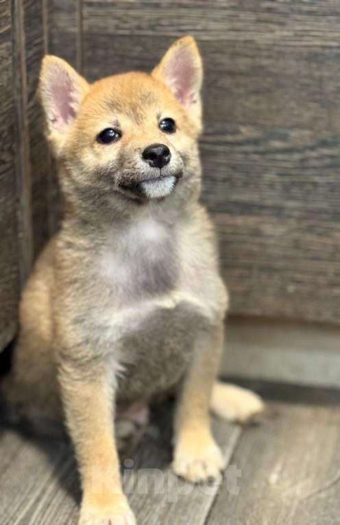 Собаки в Балашихе: Мальчик сиба мини размер Мальчик, 30 000 руб. - фото 3