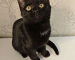 Кошки в Москве: Чёрный котёнок ищет семью Мальчик, 50 руб. - фото 6