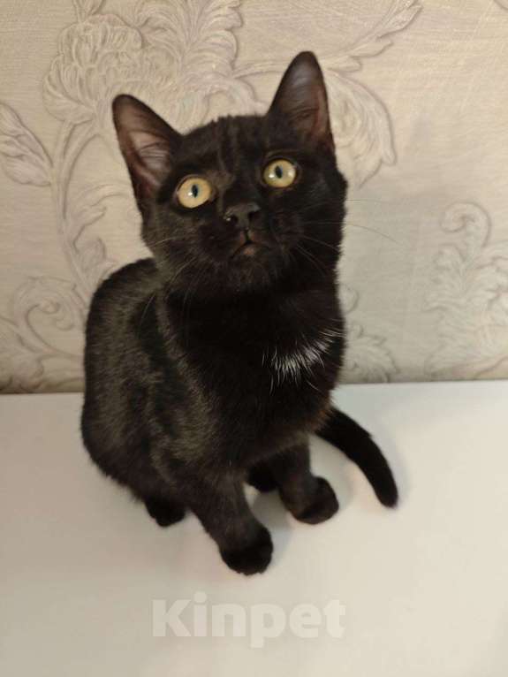 Кошки в Москве: Чёрный котёнок ищет семью Мальчик, 50 руб. - фото 6