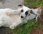 Собаки в Кемерово: Прелестная собачка  Девочка, Бесплатно - фото 6