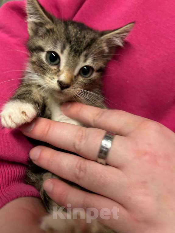 Кошки в Санкт-Петербурге: Малыш 1,5 мес Мальчик, Бесплатно - фото 3