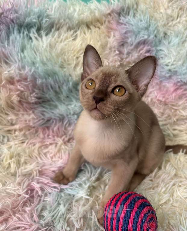 Кошки в Москве: Бурманские котята Девочка, 60 000 руб. - фото 4