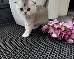 Кошки в Санкт-Петербурге: Шотландские вислоухие котята Разнополые, 18 000 руб. - фото 4