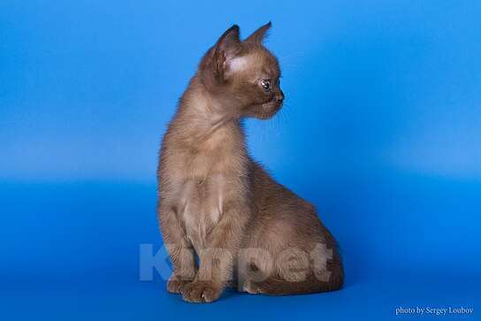 Кошки в Москве: Бурманская кошечка Девочка, 120 000 руб. - фото 3