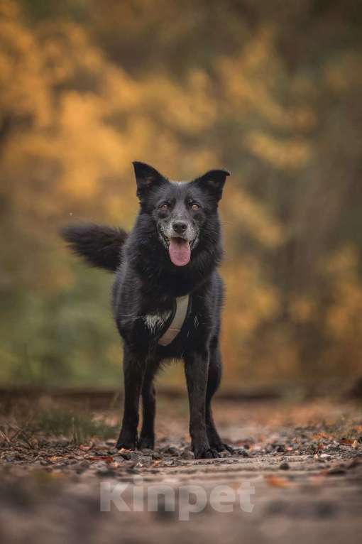 Собаки в Москве: Ника собака из приюта в поиске дома Девочка, Бесплатно - фото 5