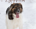 Собаки в Москве: Плюшевый Мишка Кай, 1.5 года Мальчик, Бесплатно - фото 5
