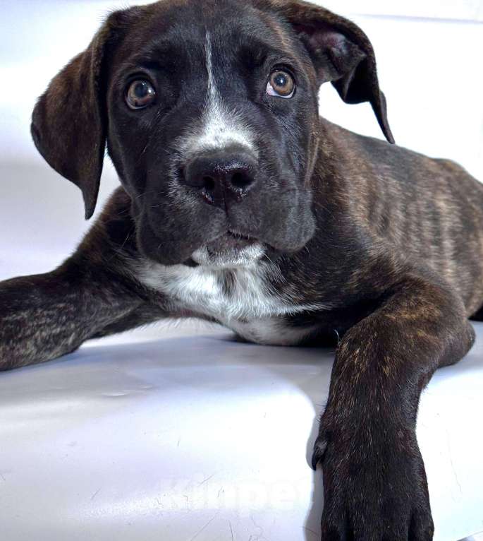 Собаки в Приморско-Ахтарске: Щенки кане корсо  Мальчик, 15 000 руб. - фото 5