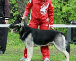 Собаки в Москве: Кобель ВЕО вязка Мальчик, 35 000 руб. - фото 2
