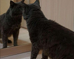 Кошки в Ливны: Мейн-кун как котенок, 2 руб. - фото 2