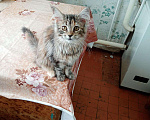 Кошки в Мур: Мейнкунята, 15 000 руб. - фото 10