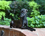 Собаки в Саратове: Левретки щенок Мальчик, 80 руб. - фото 5