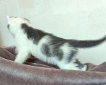 Кошки в Липецке: 2 милых котёнка ищут семью! Мальчик, 10 руб. - фото 5