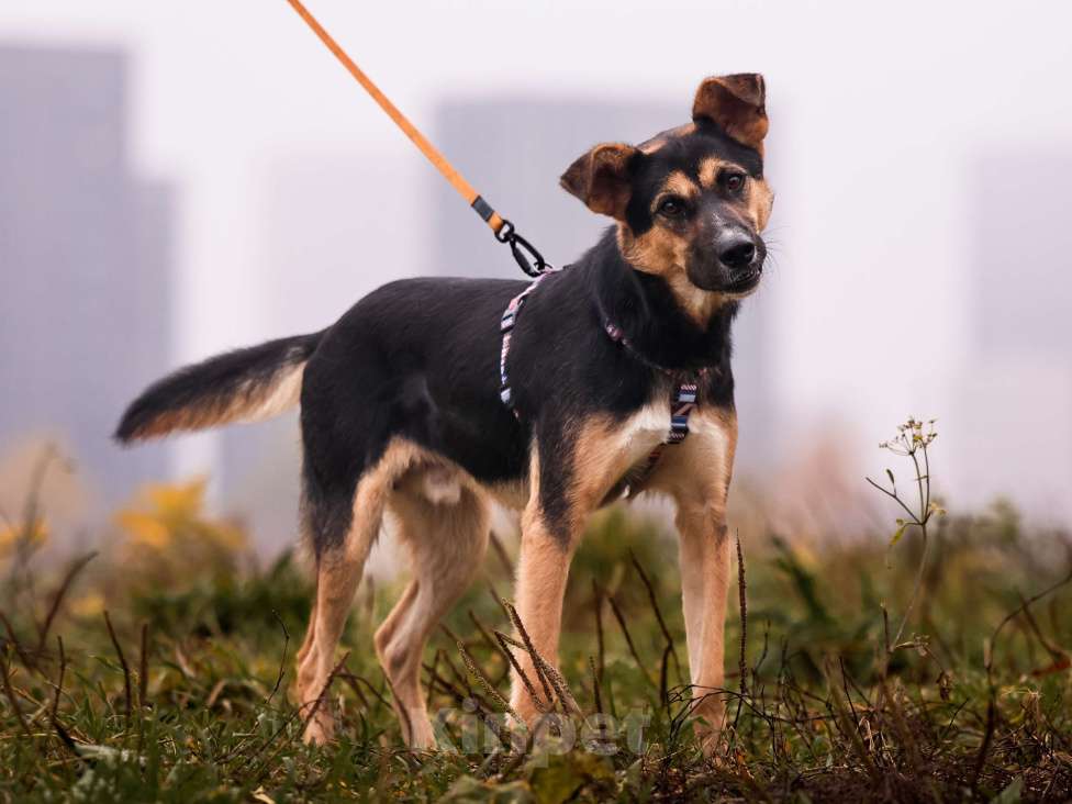 Собаки в Москве: Молодой пес в добрые руки Мальчик, Бесплатно - фото 4