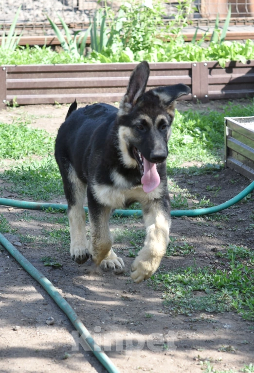 Собаки в Москве: Шикарный кобель восточноевропейской овчарки Мальчик, 80 000 руб. - фото 2