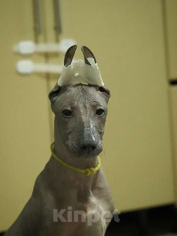 Собаки в Москве: Щенки Ксолоитцкуинтли стандартного размера  Мальчик, 70 000 руб. - фото 1