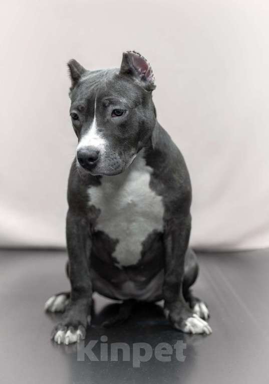 Собаки в Мурманске: Американский булли Девочка, 90 000 руб. - фото 3