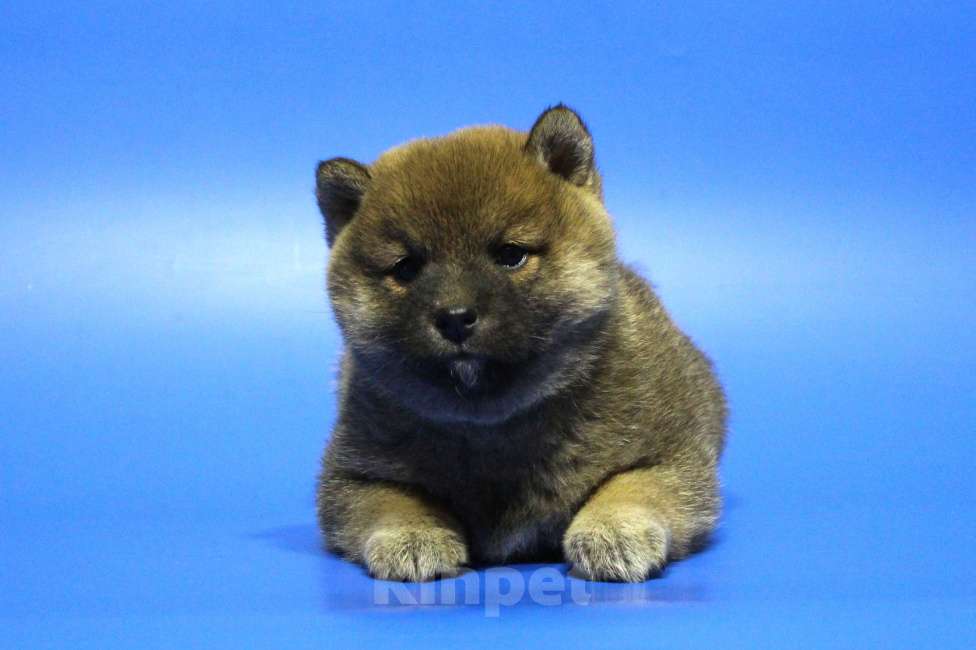 Собаки в Москве: Щенок сиба ину Мальчик, 40 000 руб. - фото 4