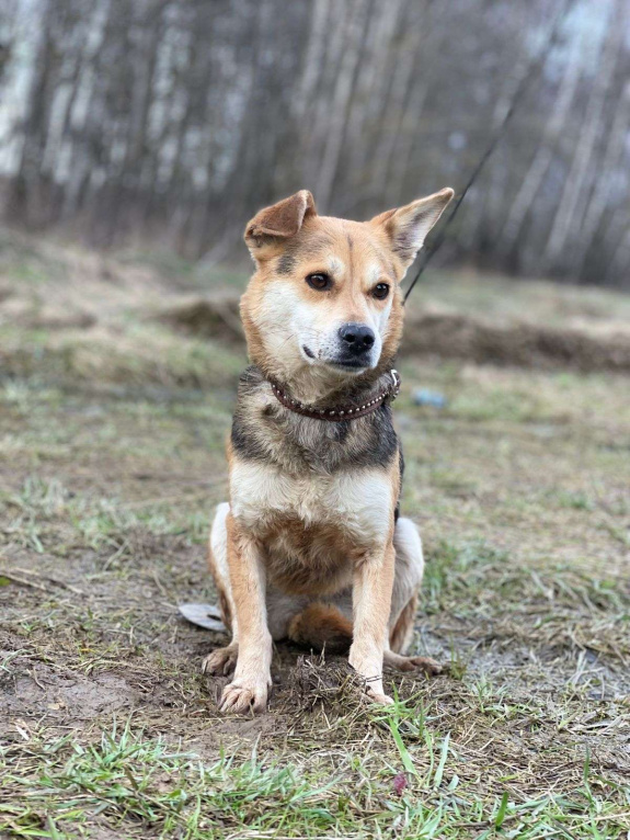 Собаки в Москве: Уля, 3 года. Вес 7 кг - малышка в приюте Девочка, Бесплатно - фото 2