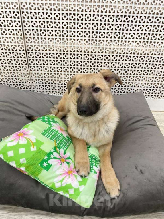 Собаки в Москве: Щенки бесплатно в Москве Девочка, Бесплатно - фото 4