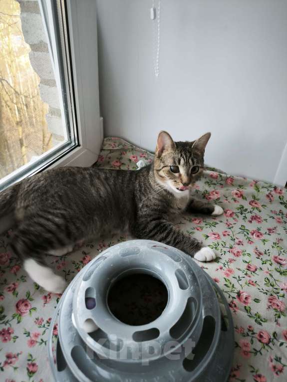 Кошки в Санкт-Петербурге: Ясенька 8 мес очень хорошая кошечка Девочка, Бесплатно - фото 1