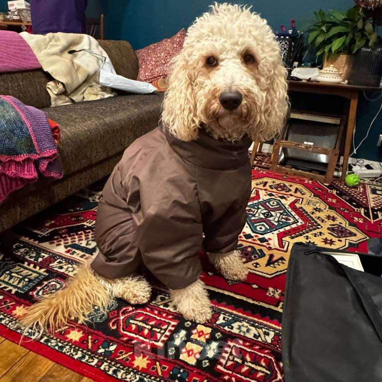 Собаки в Москве: Вязка кобеля Мальчик, Бесплатно - фото 5