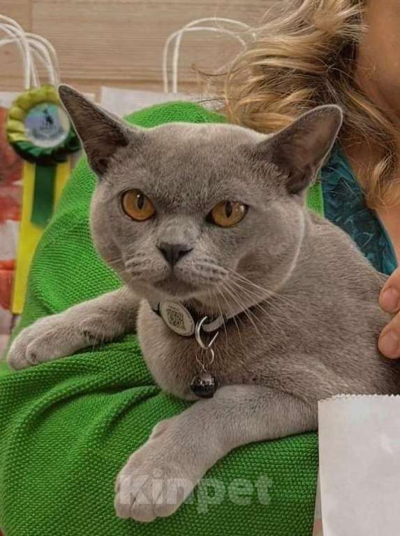 Кошки в Москве: Бурманские котята Девочка, 40 000 руб. - фото 4
