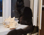 Кошки в Москве: Большой и пушистый черный кот, как у Булгакова Мальчик, 1 руб. - фото 4