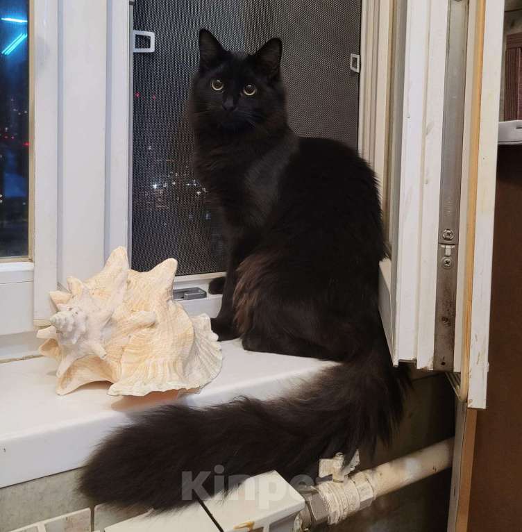 Кошки в Москве: Большой и пушистый черный кот, как у Булгакова Мальчик, 1 руб. - фото 4