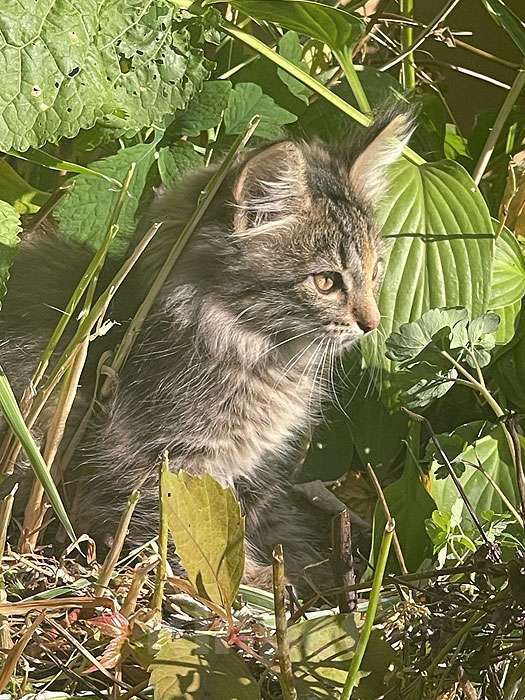 Кошки в Москве: Три славных котенка, мальчик и девочки ищут дом Девочка, 10 руб. - фото 10