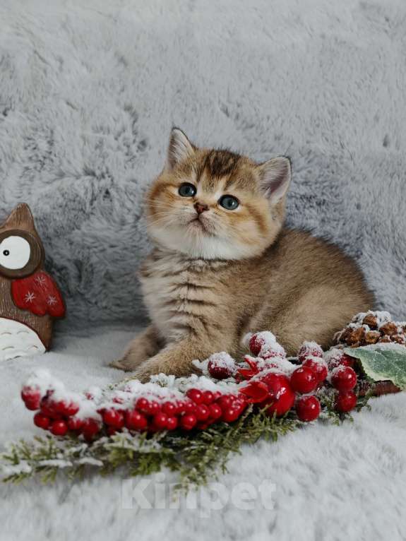 Кошки в Москве: Породистые шотландские котята помёт N Девочка, 65 000 руб. - фото 3