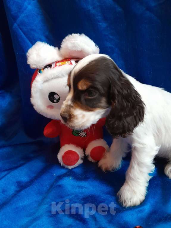 Собаки в Рыбинске: Девочка Английского кокера спаниеля  Девочка, 60 000 руб. - фото 4