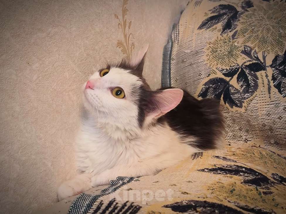 Кошки в Новосибирске: Котенок в добрые руки Девочка, Бесплатно - фото 7