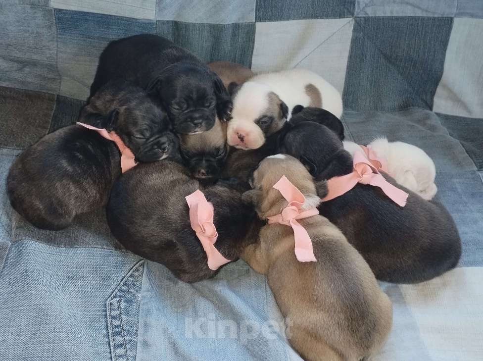 Собаки в Раменском: Щенки французского бульдога  Девочка, 20 000 руб. - фото 3