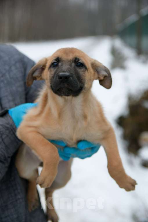 Собаки в Москве: Щенок в добрые руки! Девочка, Бесплатно - фото 5