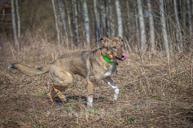 Собаки в Москве: Мудрая и понимающая малышка Молли в добрые руки Девочка, Бесплатно - фото 9