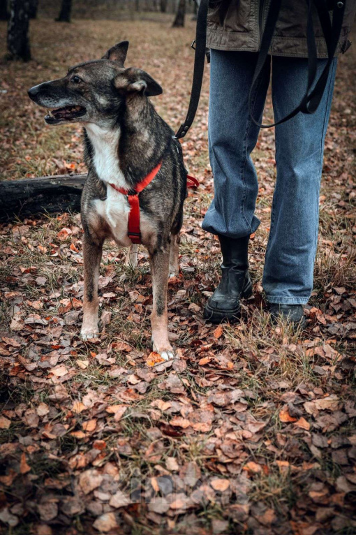 Собаки в Москве: Бетти Девочка, Бесплатно - фото 3