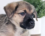 Собаки в Видном: Малышка Мими ищет дом Девочка, Бесплатно - фото 3