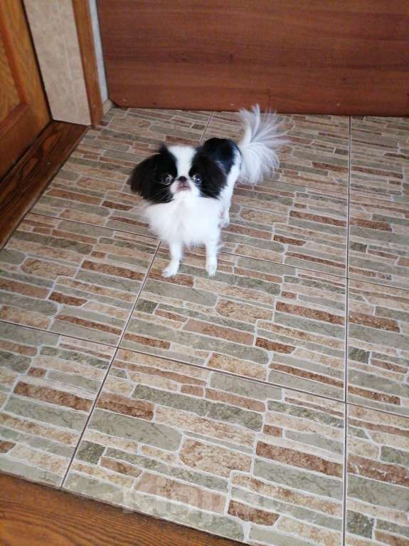 Собаки в Находке: Японский хин девочка Девочка, 3 000 руб. - фото 1