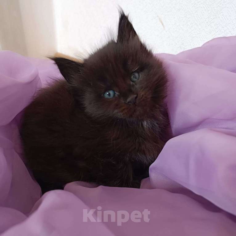 Кошки в Москве: Эшли Мальчик, 85 000 руб. - фото 3