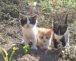 Кошки в Калуге: рыжий мальчик мало белого Мальчик, Бесплатно - фото 3