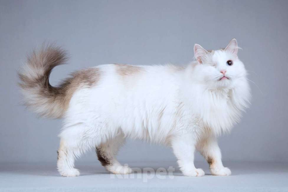 Кошки в Москве: Нежная ласковая кошечка Беатриче в добрые руки Девочка, Бесплатно - фото 6