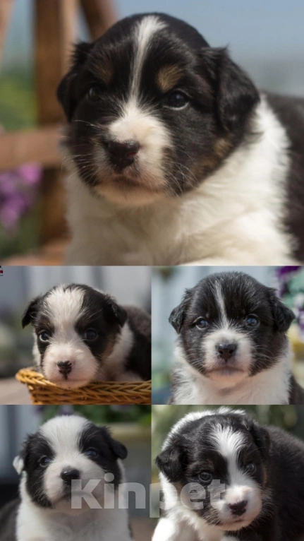 Собаки в Казани: Щенки австралийской овчарки  Девочка, 50 000 руб. - фото 2