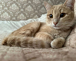Кошки в Серпухове: Кошечку в добрые руки  Девочка, Бесплатно - фото 7