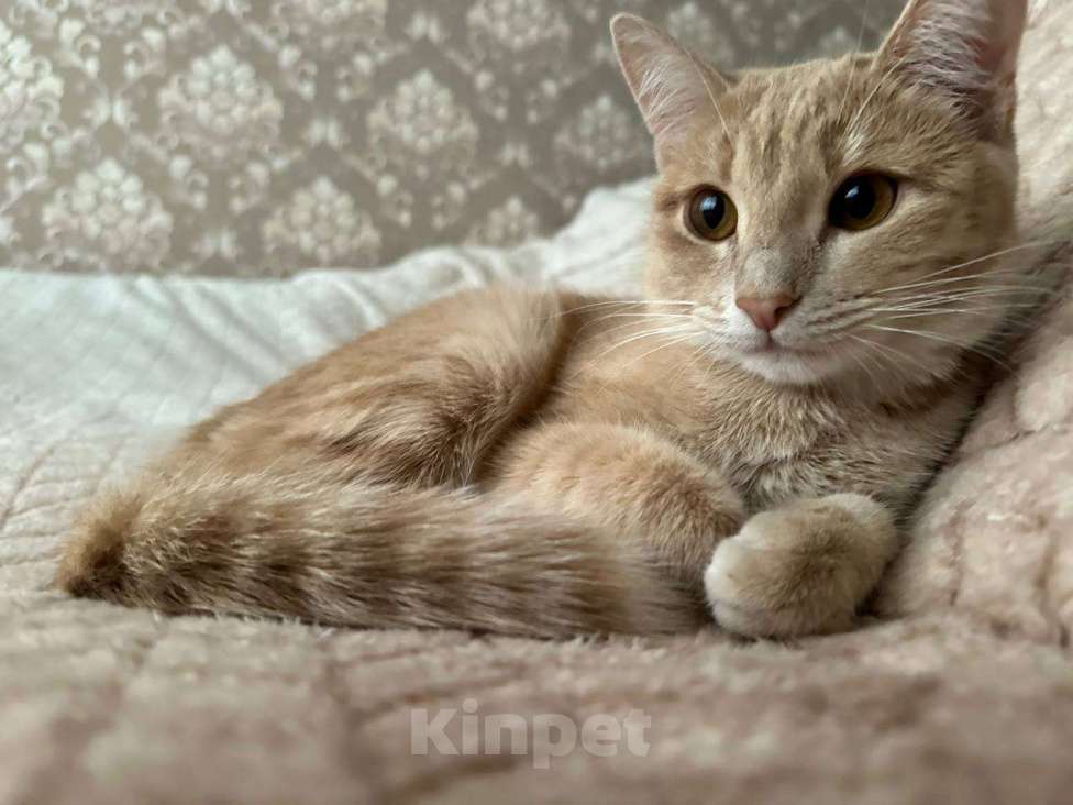 Кошки в Серпухове: Кошечку в добрые руки  Девочка, Бесплатно - фото 7