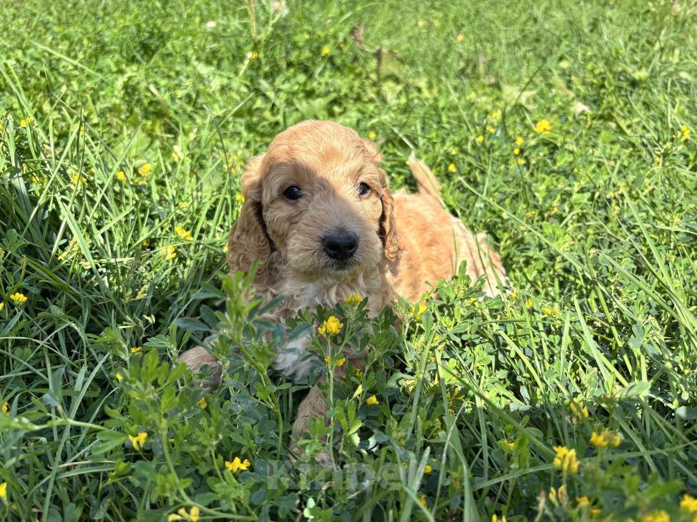 Собаки в Рязани: Мальтипу мальчик  Мальчик, 40 000 руб. - фото 3