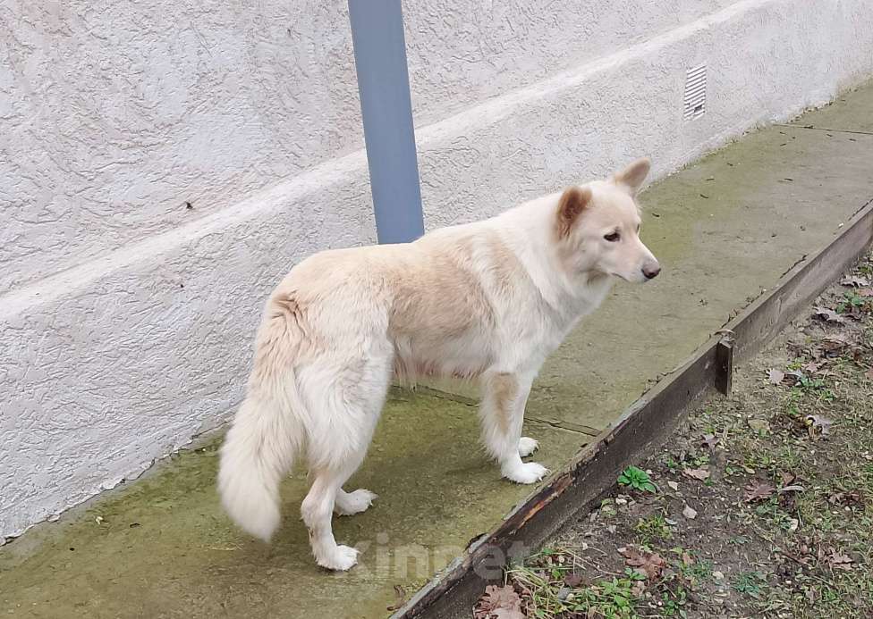 Собаки в других городах Рязанской области: Щенки в добрые руки. Разнополые, Бесплатно - фото 1